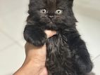 Persian Kitten Cat