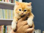 Persian kitten cat