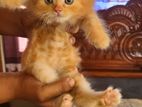 Persian Kitten/Cat