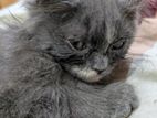 Persian Kitten Cat For Sell