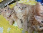 Persian kitten double coat