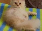 Persian kitten (exotic bloodline)