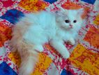 Persian Kitten (exotic bloodline) male