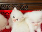 Persian kitten famale