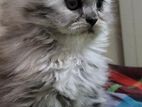 persian kitten | female cat parsian