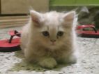 Persian Kitten (female)