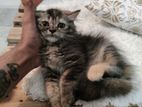 Persian Kitten Female