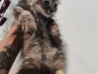 Persian kitten female