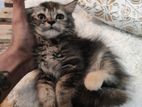 Persian kitten female