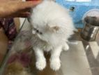 Persian Kitten Female