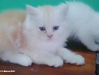 Persian Kitten Female