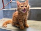 Persian kitten female