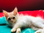 Persian Kitten