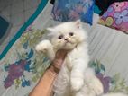 Persian Kitten