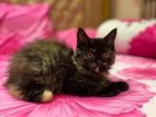 Persian Kitten