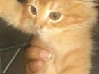 Persian kitten for sell