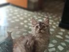 Persian kitten