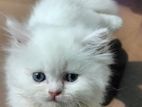 Persian Kitten