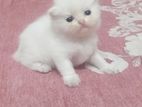 persian kitten