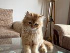 Persian kitten