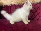 Persian Kitten