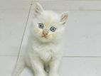 persian kitten