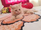 Persian kitten for sell