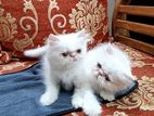 Persian kitten