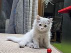 Persian kitten