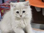 persian kitten