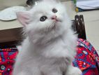 Persian Kitten