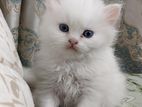 persian kitten.