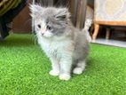 Persian Kitten