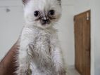 Persian kitten