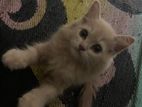 persian kitten