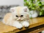 Persian kitten