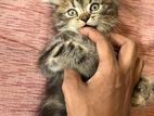 Persian Kitten