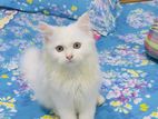 Persian kitten