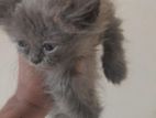 Persian Kitten