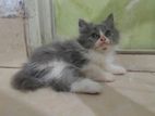 Persian kitten