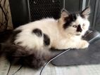 Persian kitten