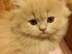 Persian Kitten