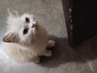 Persian kitten