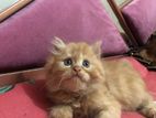 Persian Kitten