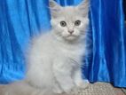 Persian Kitten