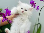 Persian kitten