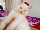 Persian kitten