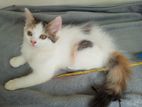 Persian kittens cat