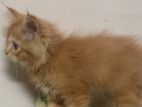 Persian Kitten