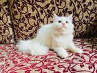 Persian Kitten
